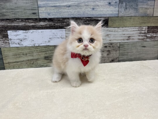 ねこちゃんの紹介 | ペット家族 公式サイト