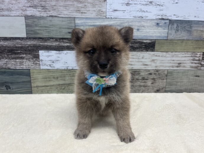 まーぎん☆彡ポメラニアンちゃん　トイプードル　柴犬 価格の安いMIX犬（父：トイプードル 母：ポメラニアン