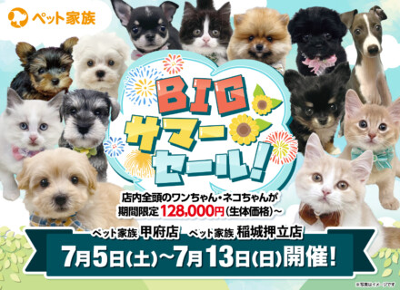 BIGサマーセール開催！！