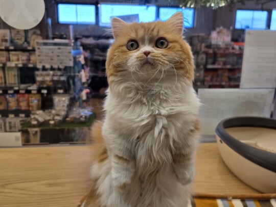 ミヌエット(2025.06.18現在)