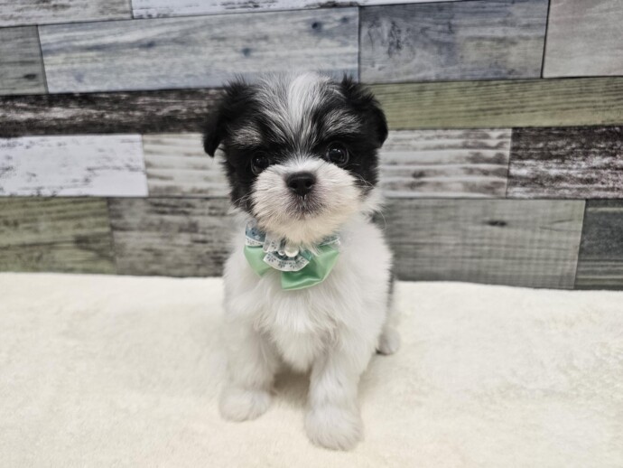 マルチーズ×チワワ(2025.09.16現在) | わんちゃんの紹介 | ペット家族