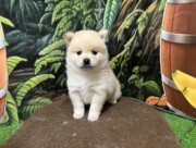 ポメラニアン×柴犬（2025.07.15現在）