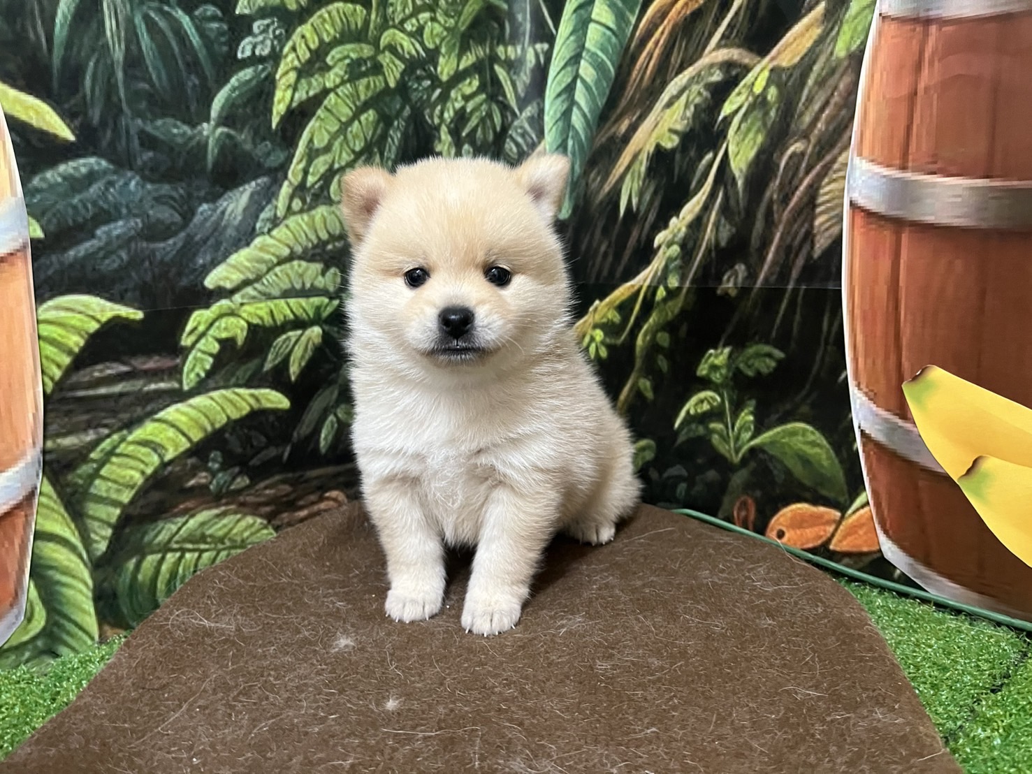 ポメラニアン×柴犬（2025.07.15現在）