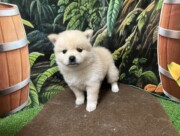 ポメラニアン×柴犬（2025.07.15現在）