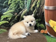 ポメラニアン×柴犬（2025.07.15現在）