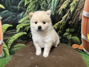 ポメラニアン×柴犬（2025.07.15現在）