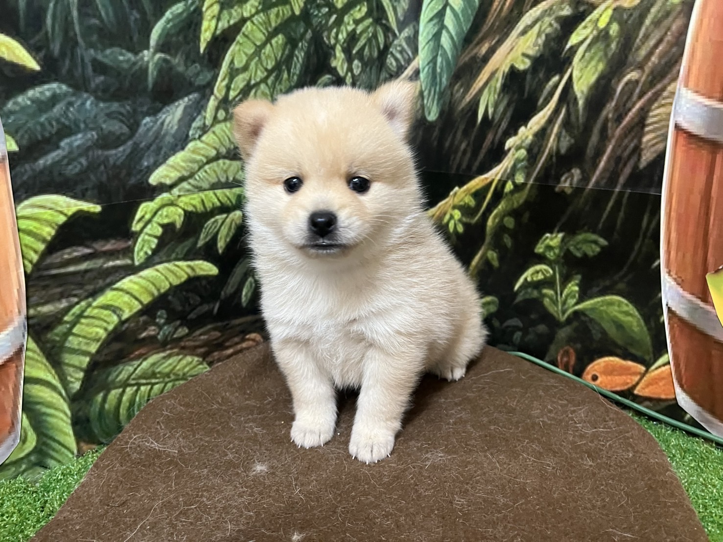 ポメラニアン×柴犬（2025.07.15現在）