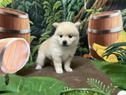 ポメラニアン×柴犬（2025.07.15現在）