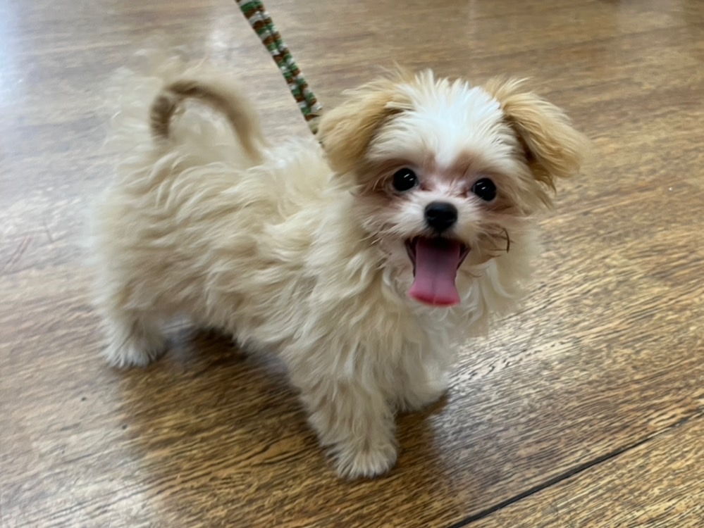 チワワ×トイプードル（2025.09.27現在）