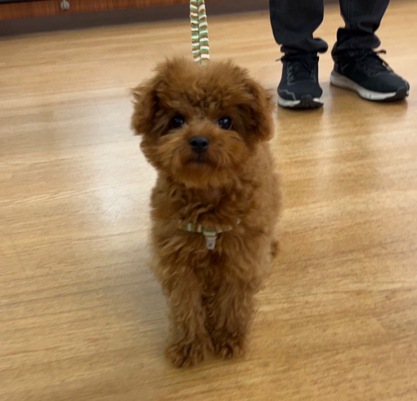 トイプードル（2025.09.27現在）