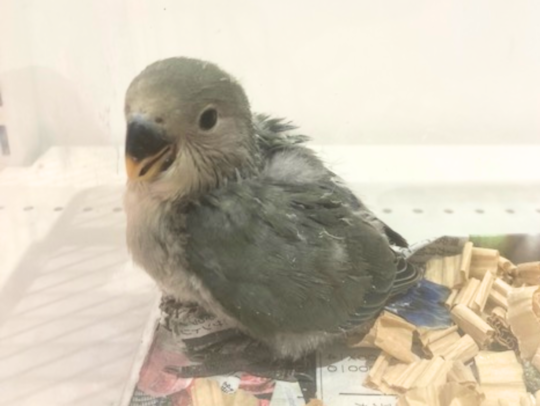 コザクラインコ