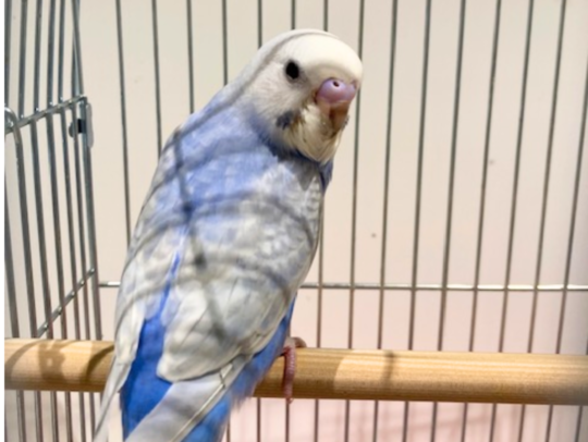 若セキセイインコ