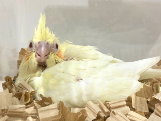 オカメインコヒナ