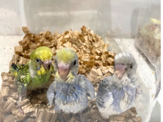 セキセイインコヒナ