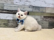 ブリティッシュショートヘアー(2025.08.28現在)