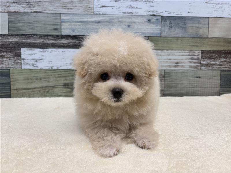 トイプードル 写真集 Amazon.co.jp: うちのわんこ ふわふわ トイプードル 写真集