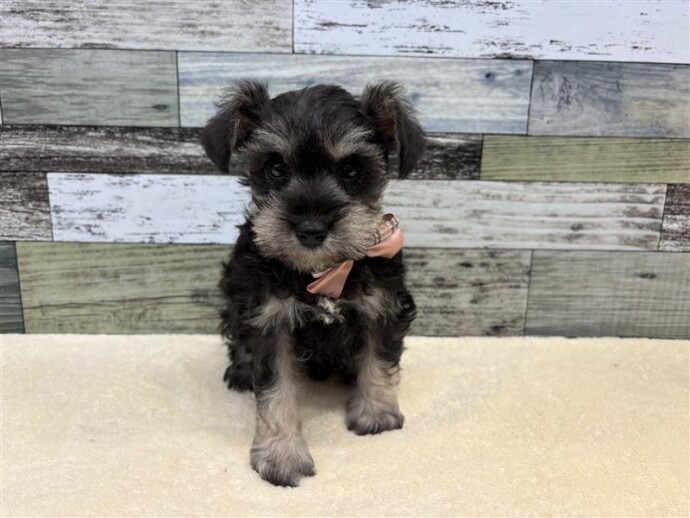 ミニチュアシュナウザー(2025.09.16現在) | わんちゃんの紹介 | ペット