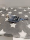 手乗りセキセイインコ　青黒(青淡い)(2025.10.13現在)