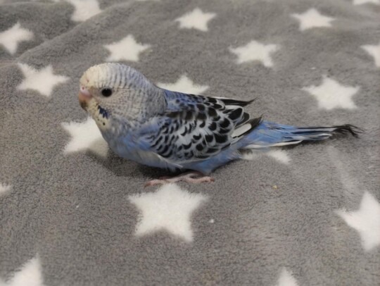 手乗りセキセイインコ　青黒(青淡い)(2025.10.13現在)