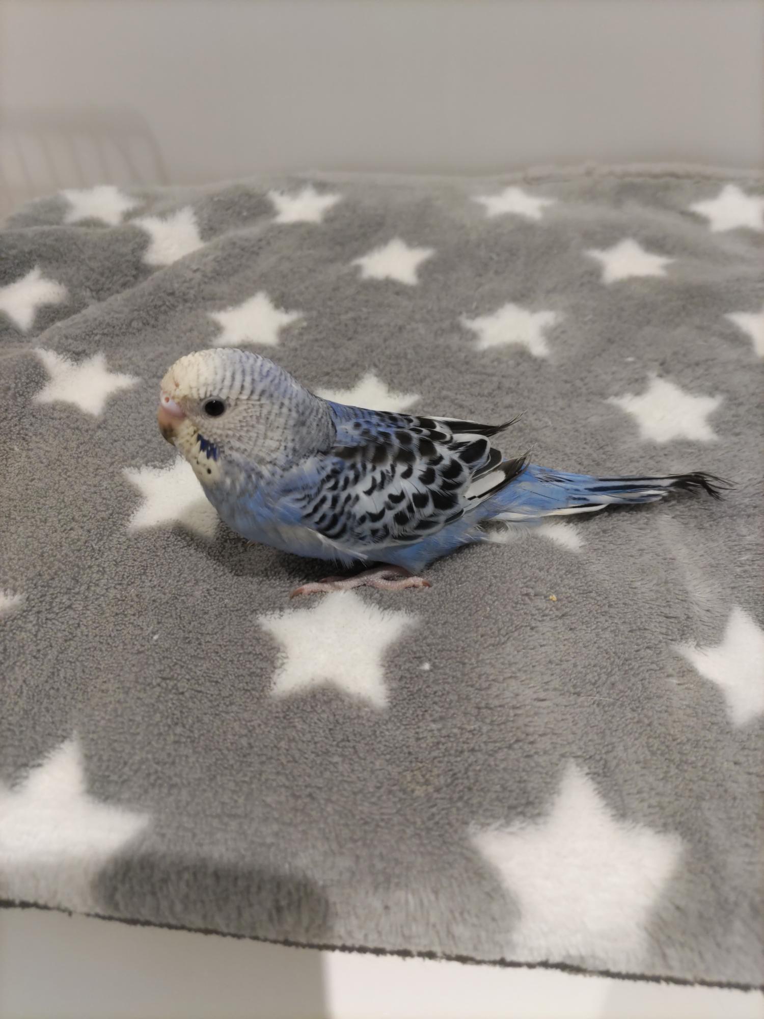 手乗りセキセイインコ　青黒(青淡い)(2025.10.13現在)