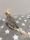 手乗りオカメインコ　パール(2025.10.13現在)