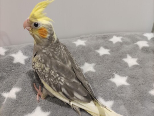 手乗りオカメインコ　パール(2025.10.13現在)