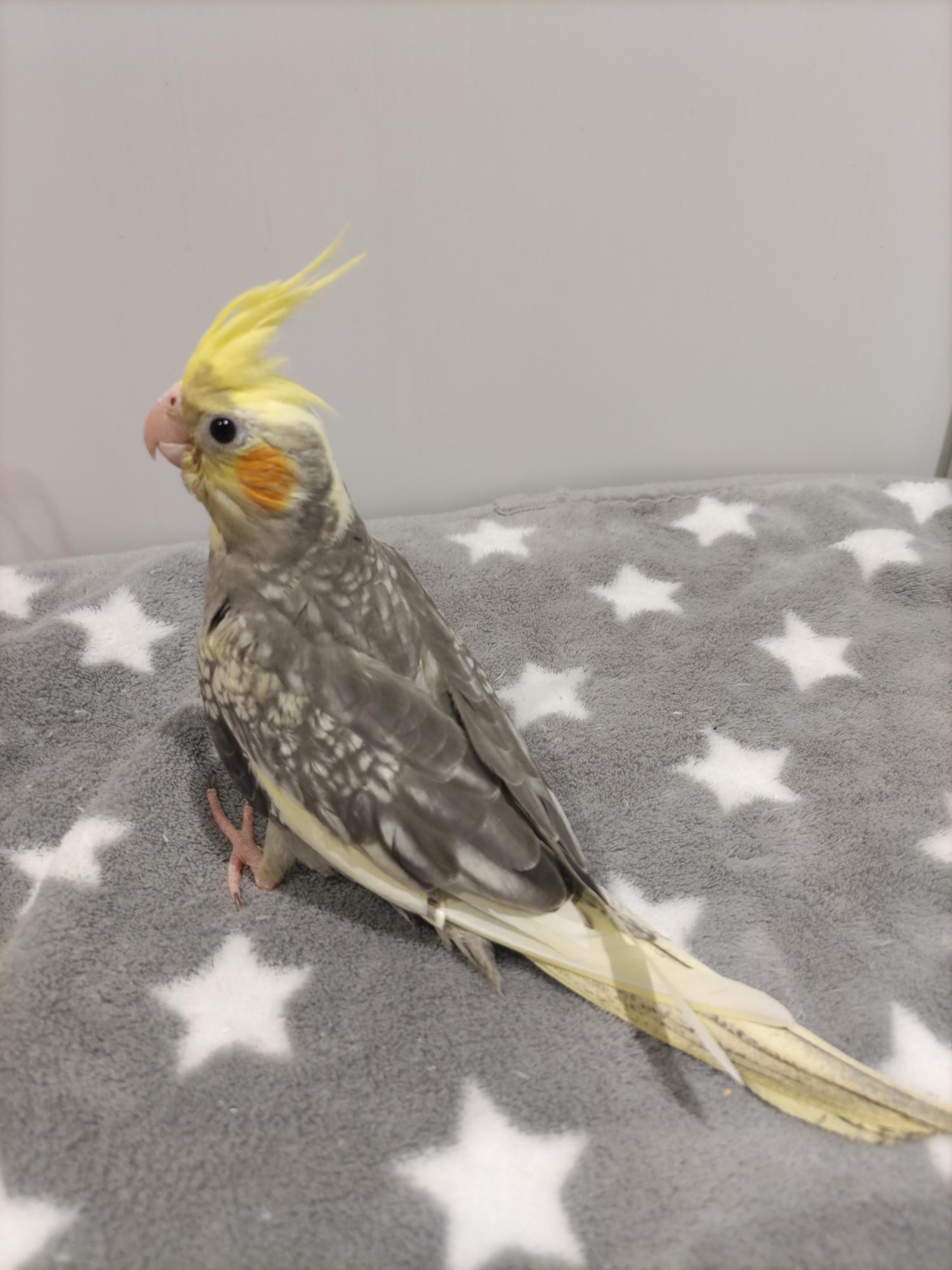 手乗りオカメインコ　パール(2025.10.13現在)