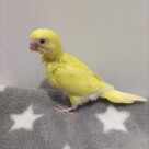 手乗りセキセイインコ　イエロー(2025.10.13現在)
