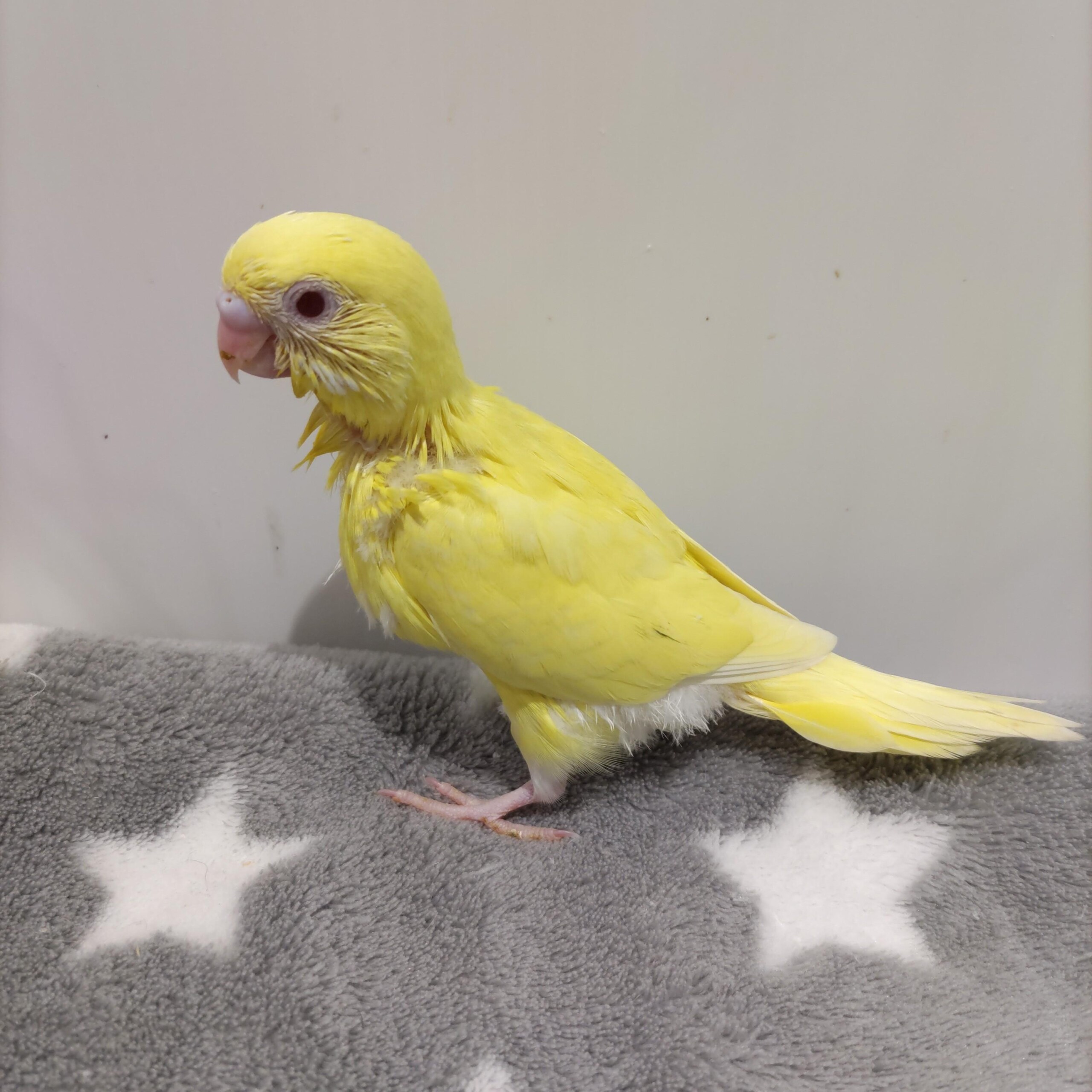 手乗りセキセイインコ　イエロー(2025.10.13現在)