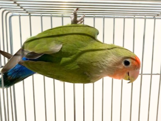 コザクラインコ