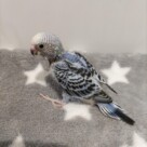 手乗りセキセイインコ　青黒(青淡い)(2025.10.13現在)