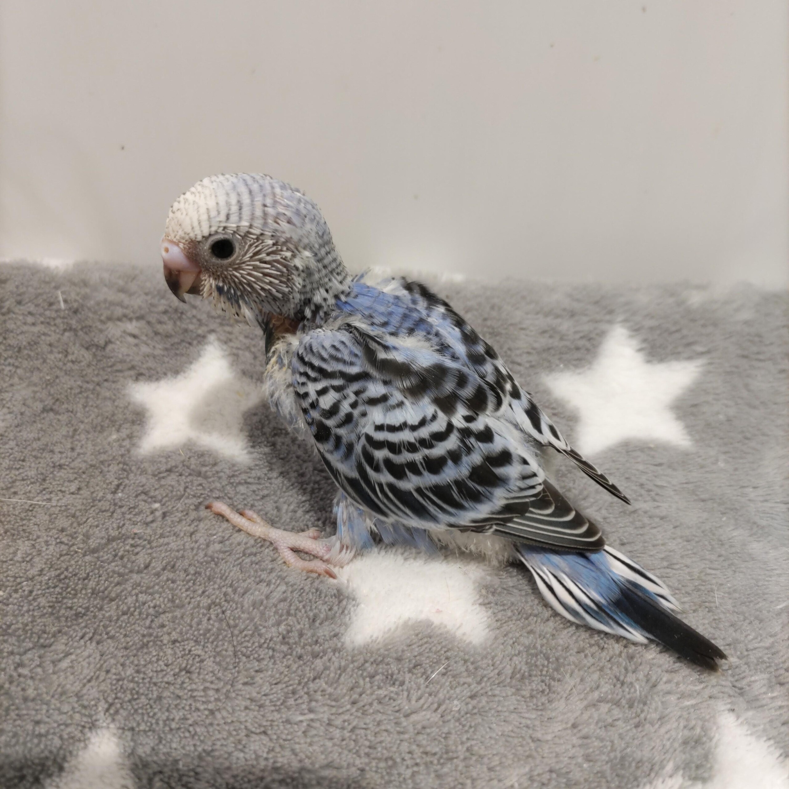 手乗りセキセイインコ　青黒(青淡い)(2025.10.13現在)