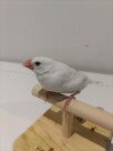 手乗り白文鳥(2025.10.13現在)