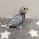 手乗りセキセイインコ　青白(2025.10.13現在)