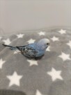 手乗りセキセイインコ　青黒(青鮮やか)(2025.10.13現在)