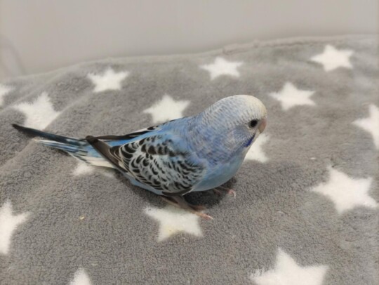 手乗りセキセイインコ　青黒(青鮮やか)(2025.10.13現在)