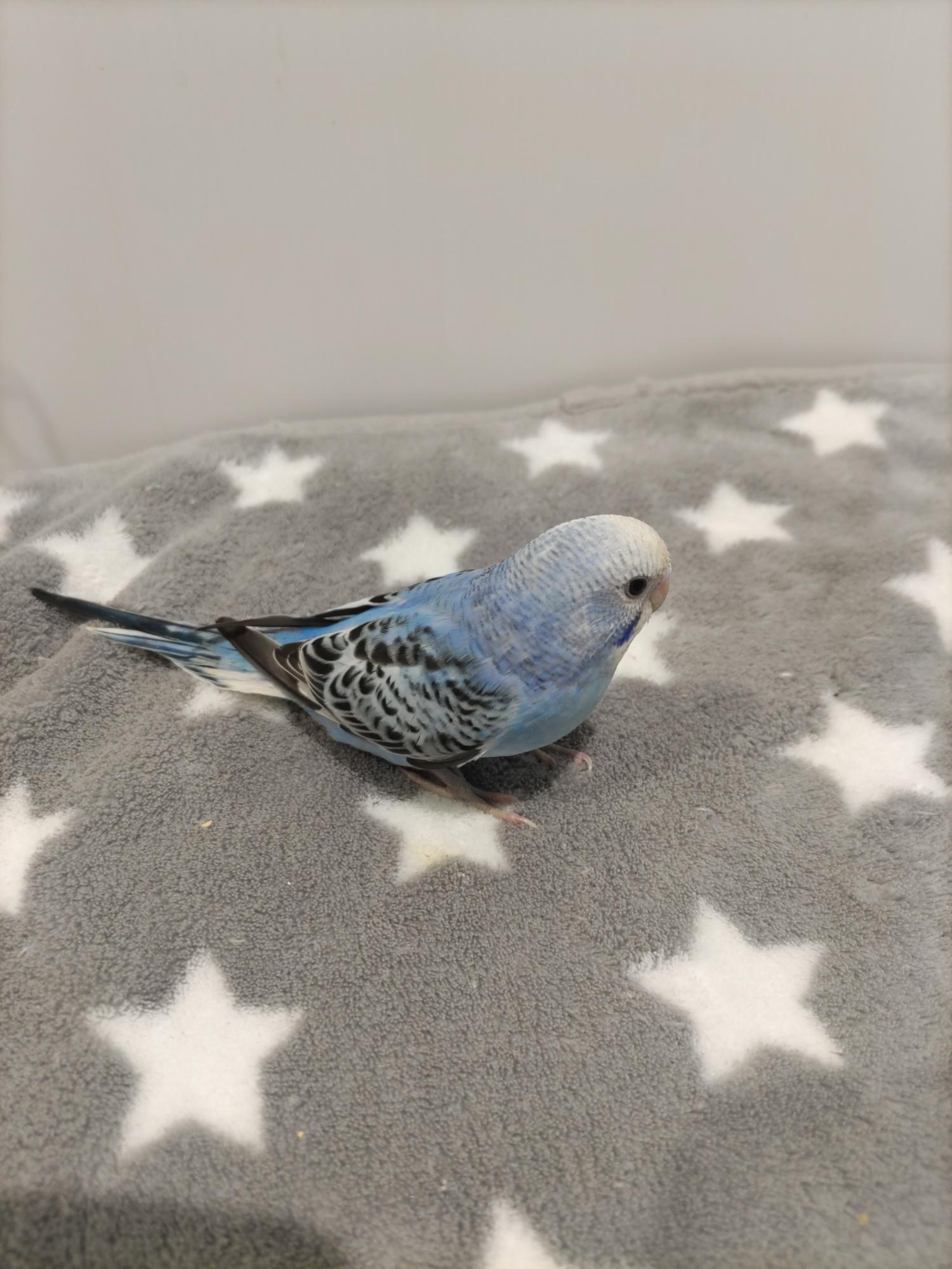 手乗りセキセイインコ　青黒(青鮮やか)(2025.10.13現在)