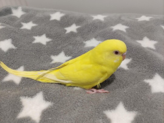 手乗りセキセイインコ　イエロー(2025.10.13現在)