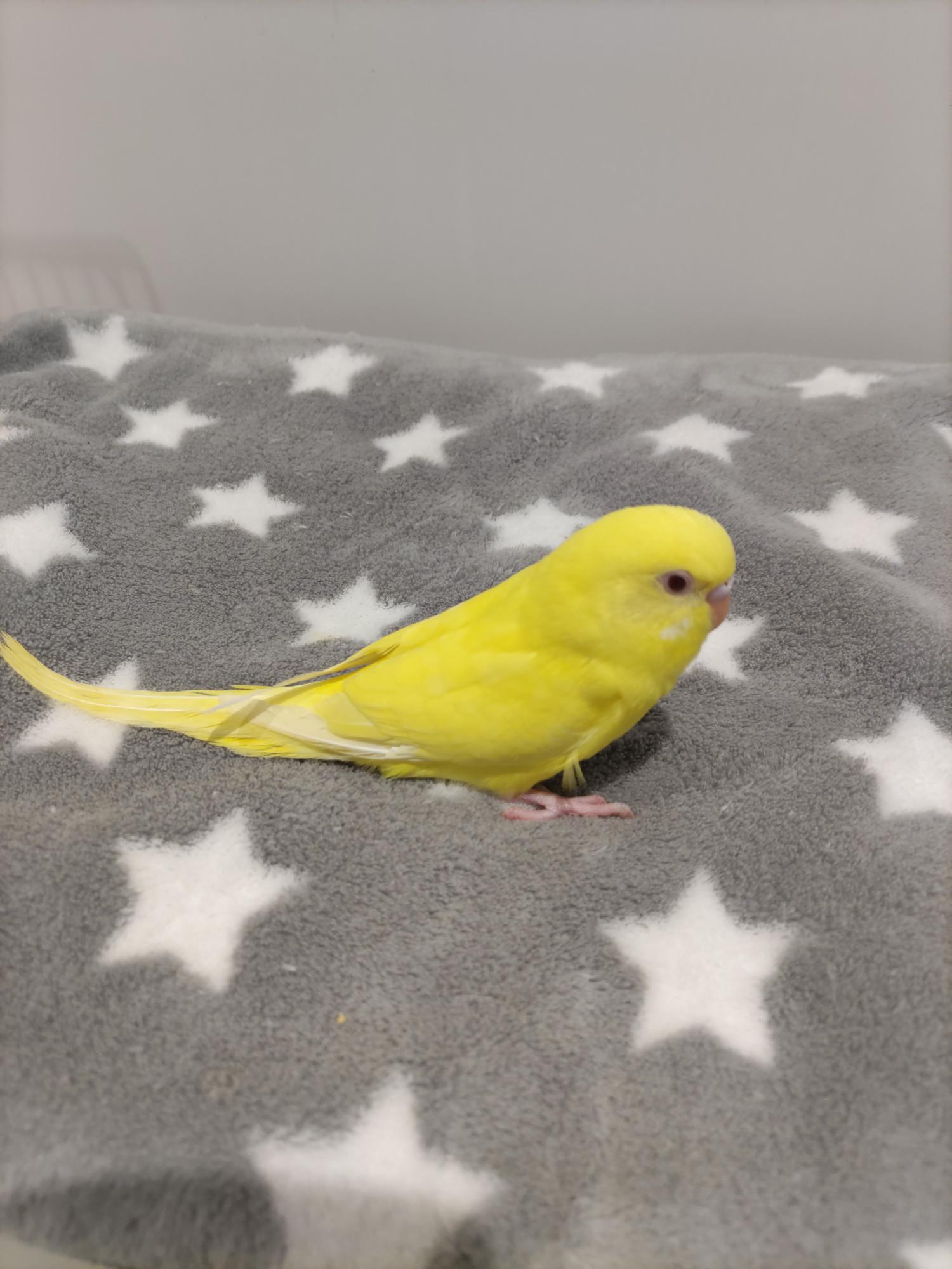 手乗りセキセイインコ　イエロー(2025.10.13現在)