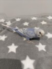 手乗りセキセイインコ　青白(2025.10.13現在)