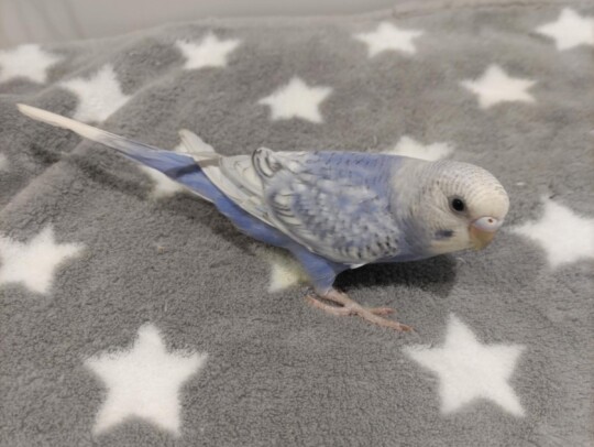 手乗りセキセイインコ　青白(2025.10.13現在)