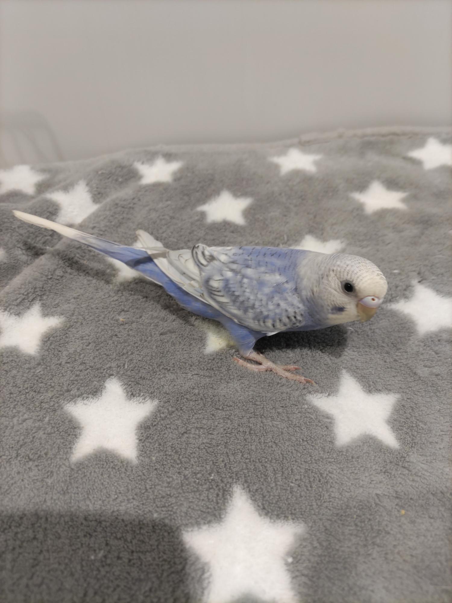 手乗りセキセイインコ　青白(2025.10.13現在)