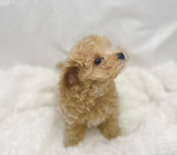 トイプードル×マルチーズ（2025.09.17現在） | わんちゃんの紹介