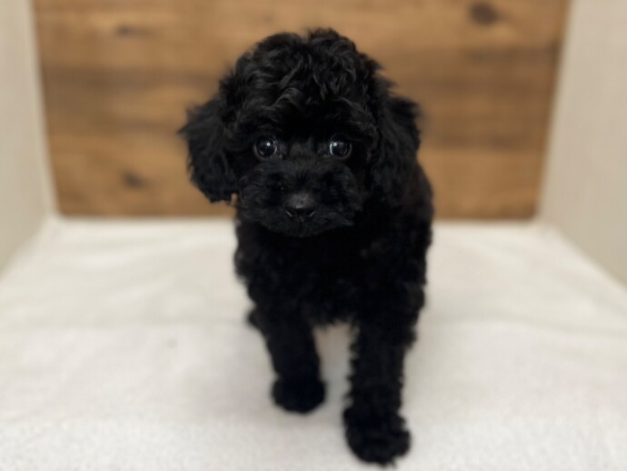 黒トイプードル トイプードル(ブラック)の子犬(5ページ目)を価格や特徴で探す