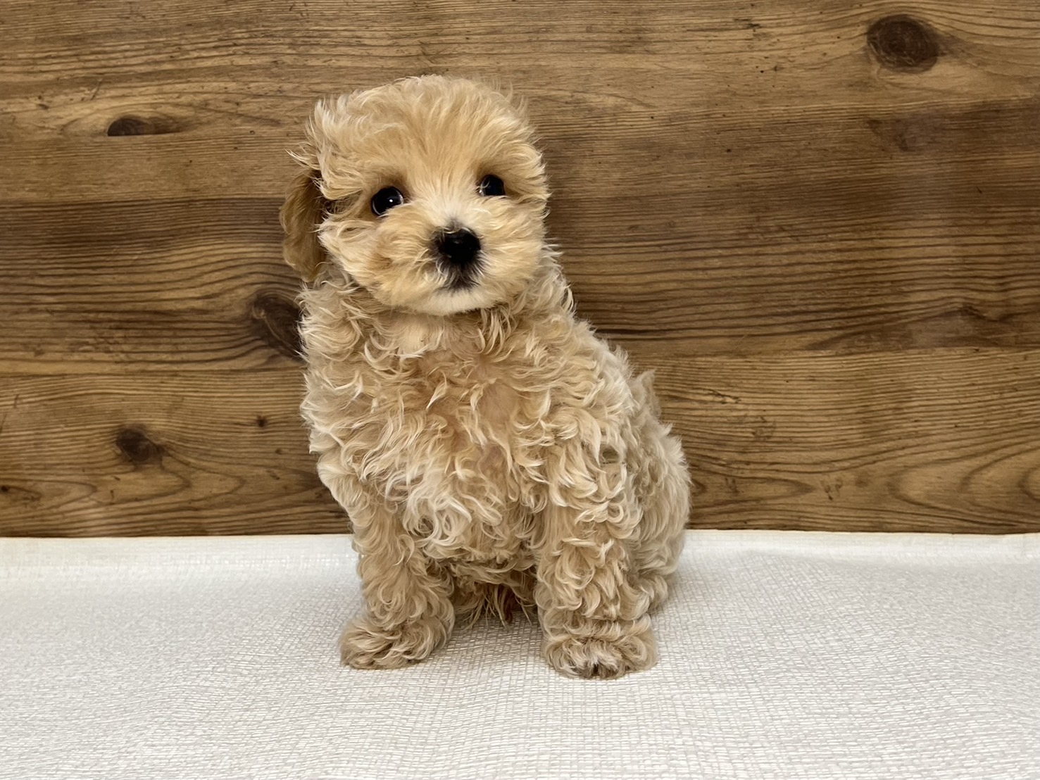 トイプードル×マルチーズ（2025.09.17現在）