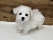 ビションフリーゼ（2025.09.16現在）