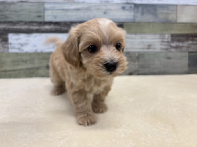 プールに入る柴犬、ポメラニアン、マルチーズ、トイプードル、シーズ、チワワ プールに入る柴犬、ポメラニアン、マルチーズ、トイプードル