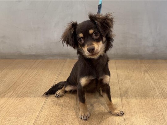 Ｍ.ダックス×ロングチワワ（2026.02.26現在）