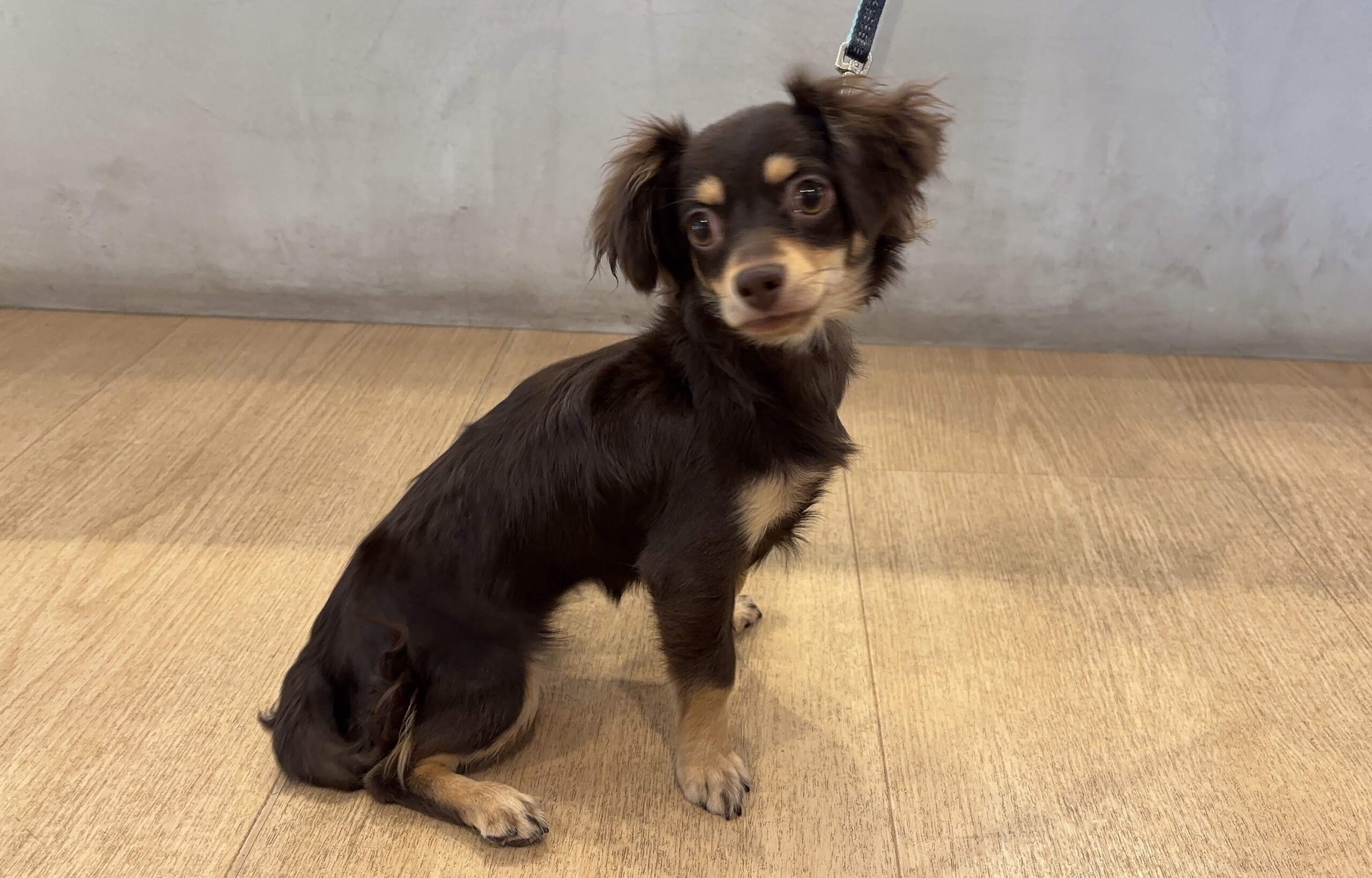 Ｍ.ダックス×ロングチワワ（2026.02.26現在）