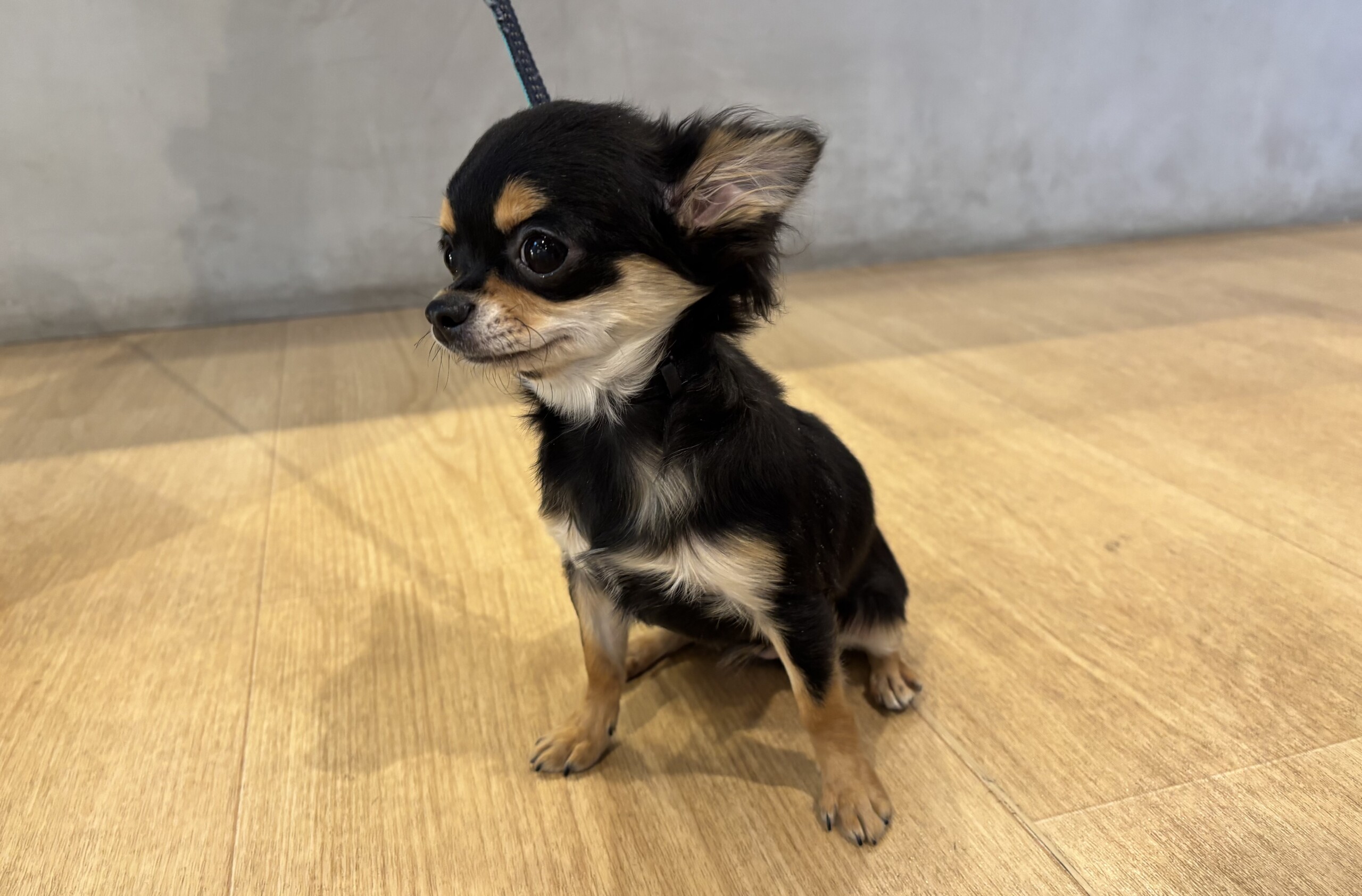 ロングチワワ（2026 .01.12現在）